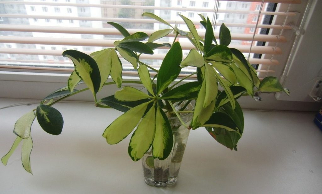 Черенки шеффлеры