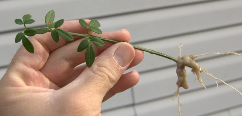 Черенок жасмина