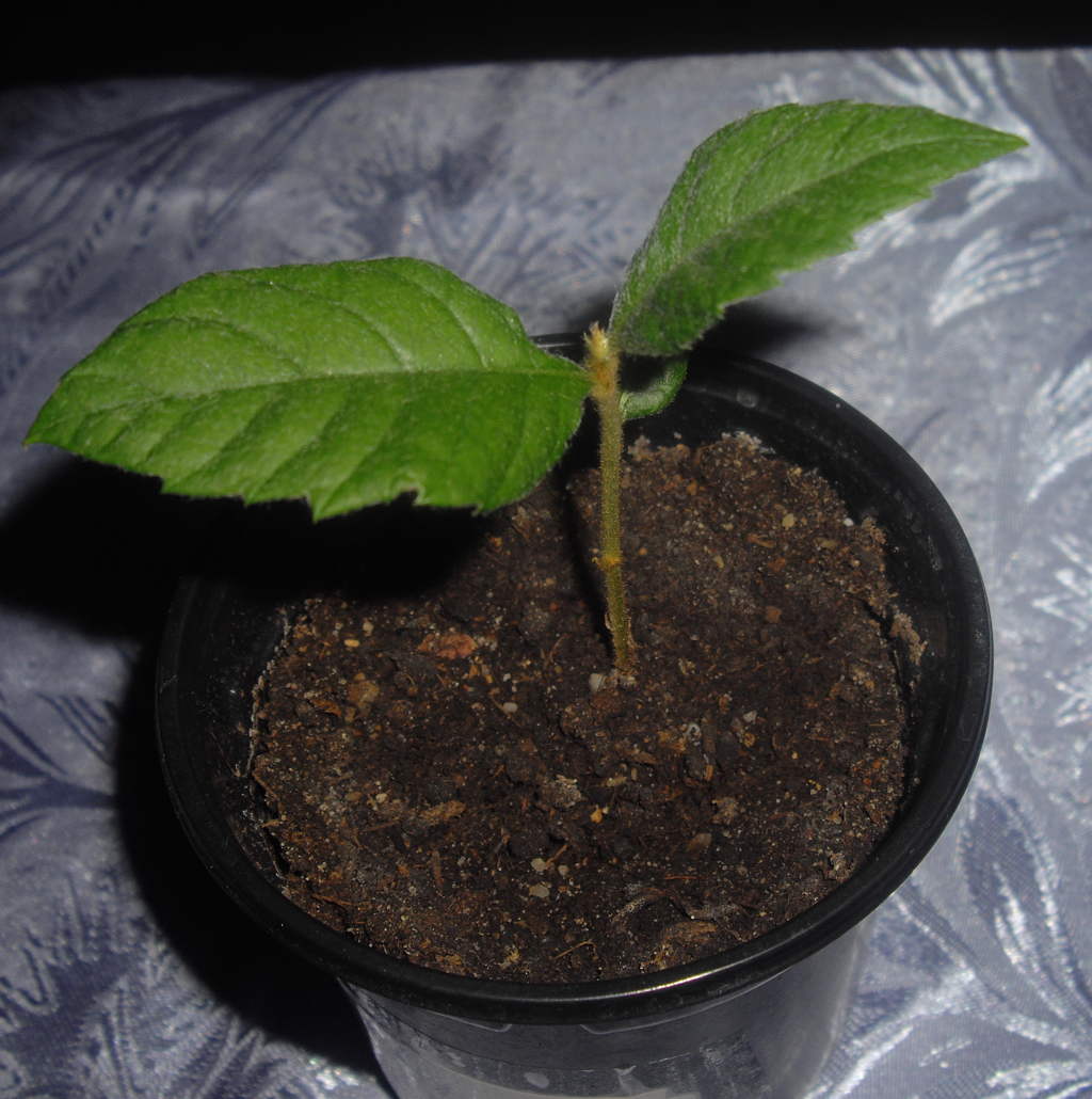 Чтобы сформировать из растения кустарник, нужно отщипнуть побег после третьей почки