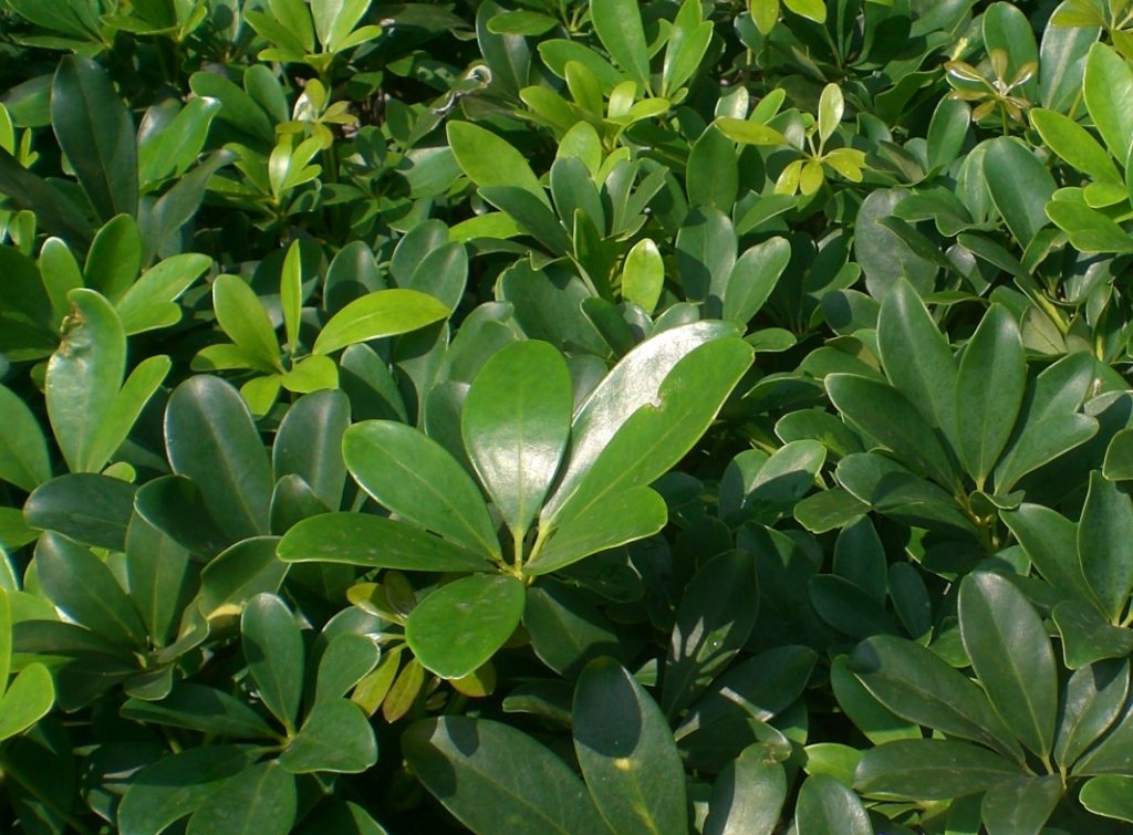 Шеффлера восьмилистная