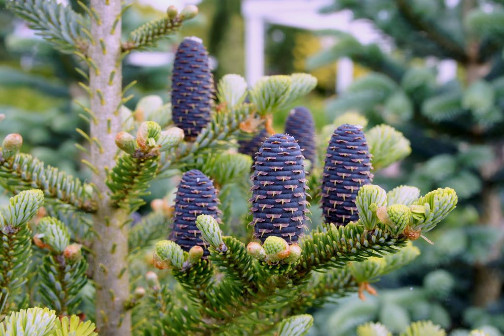 Шишки пихты направлены вверх, в отличие от других хвойных деревьев, у которых плоды свисают вниз