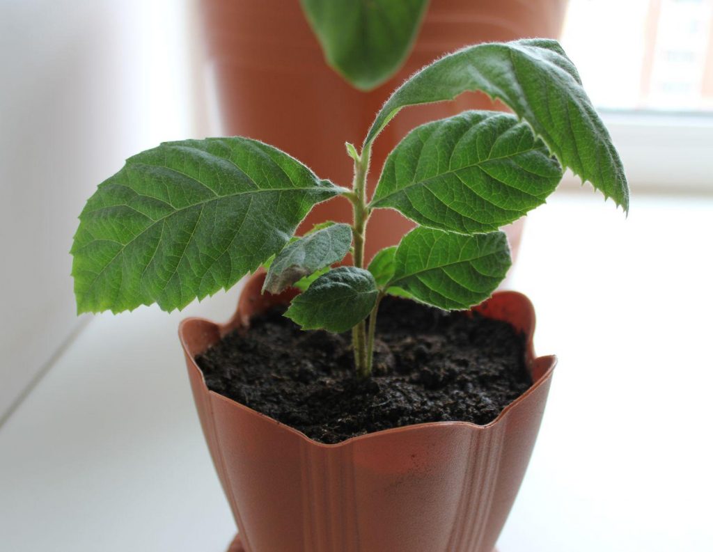 Юго-восточный подоконник идеально подойдёт для размещения горшка с эриоботрией