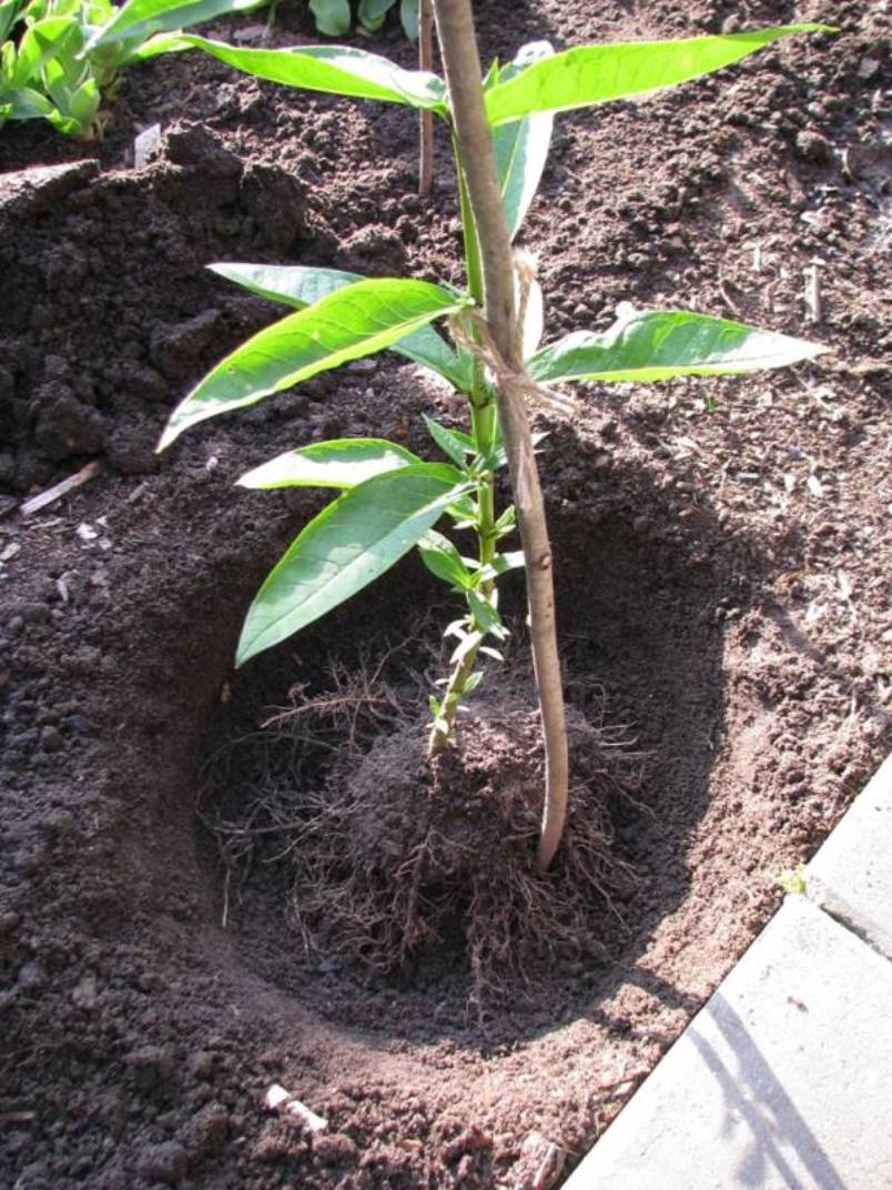 Ямка для посадки флоксов