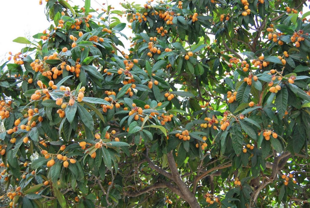 Японская локва в открытом грунте приживается плохо, но отлично растёт и плодоносит в умеренно-жарком климате