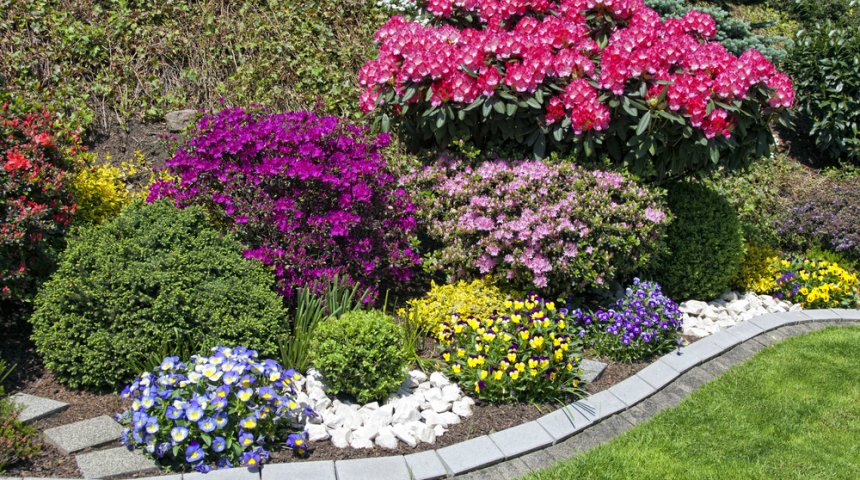 Бархатцы как элемент миксбордера