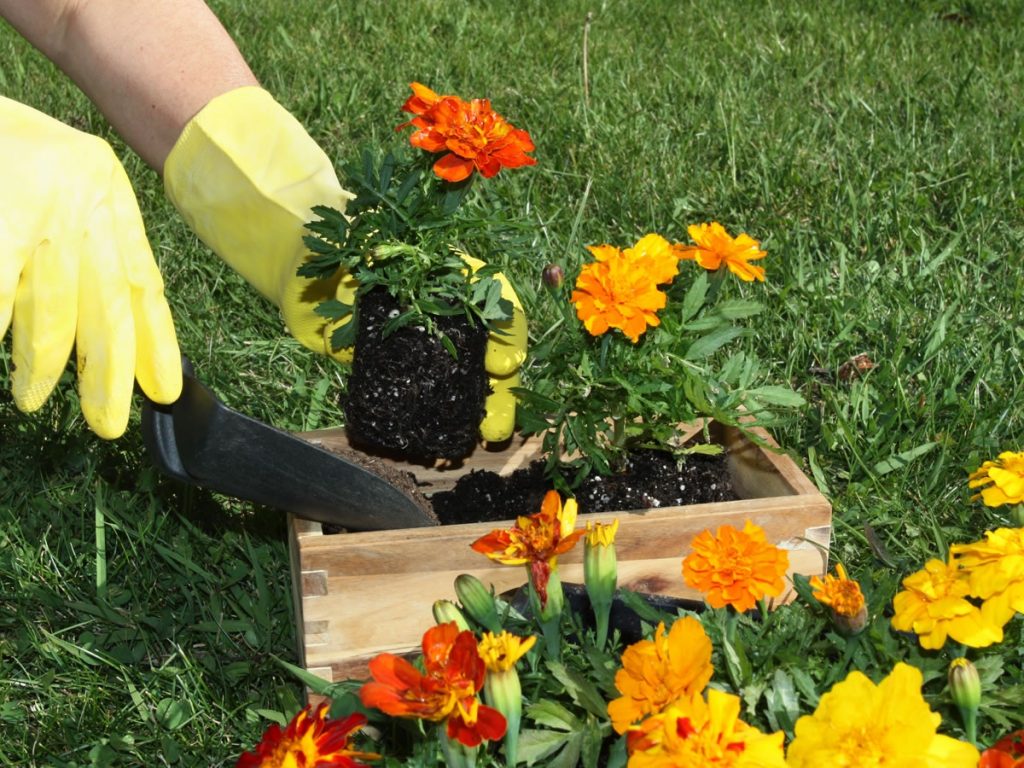 Бархатцы - светолюбивые растения