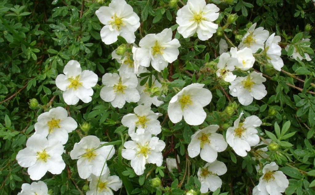 белая лапчатка