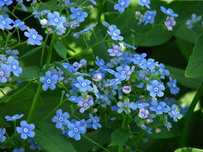 Голубой Цветок Комнатный Фото