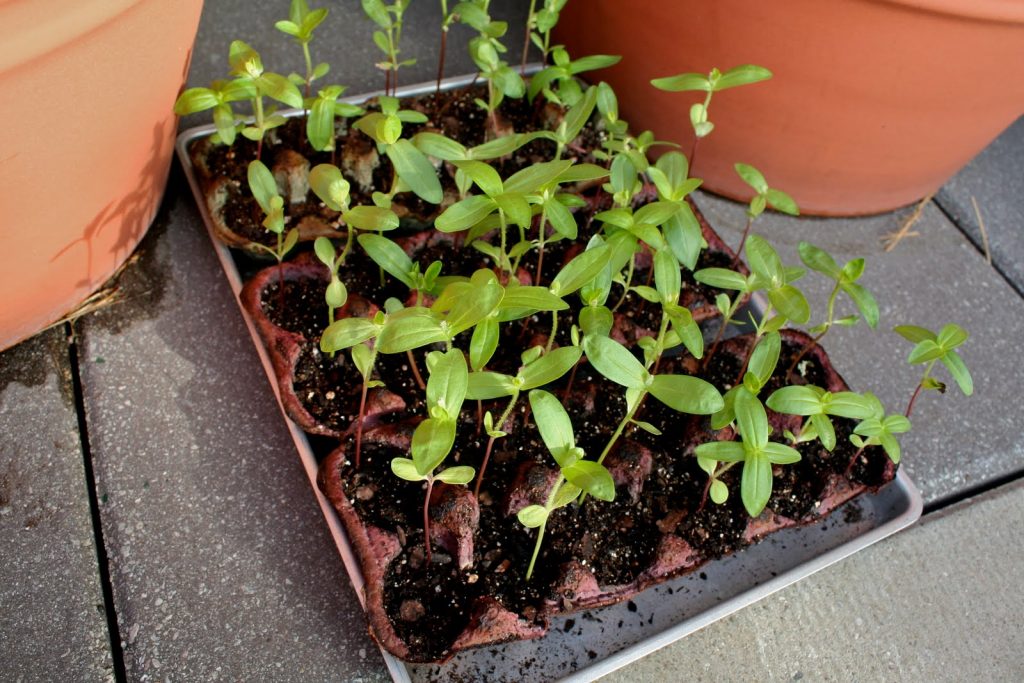 Рассада до пикировки