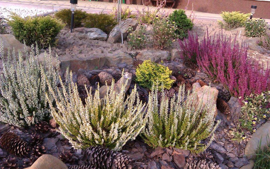 Верески в каменистом саду