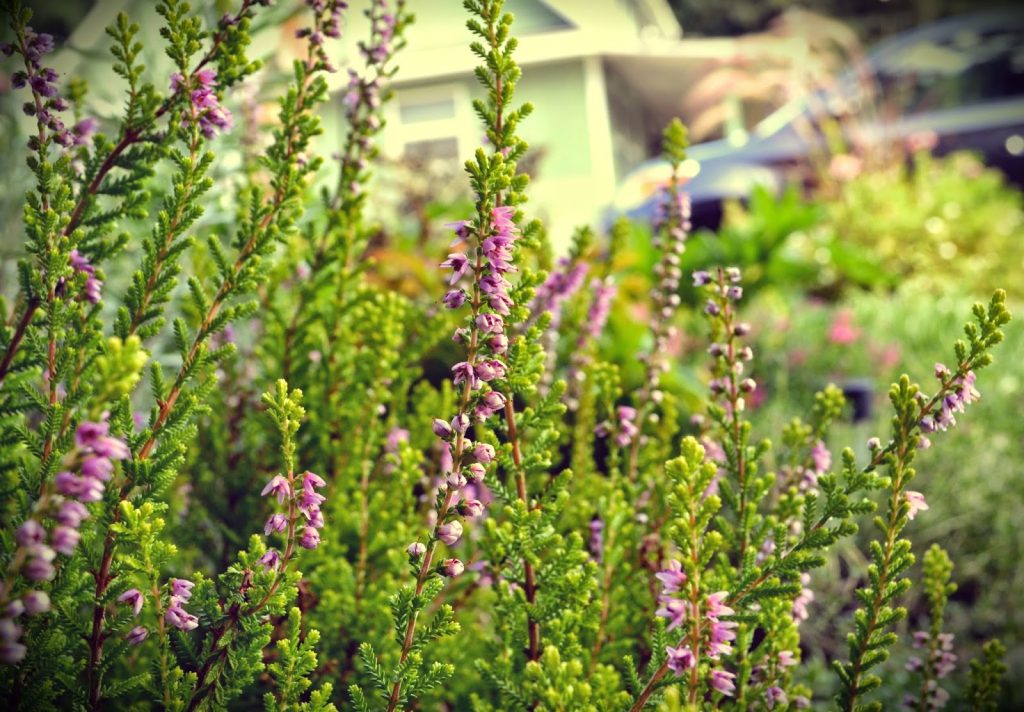 Обрезка проводится весной