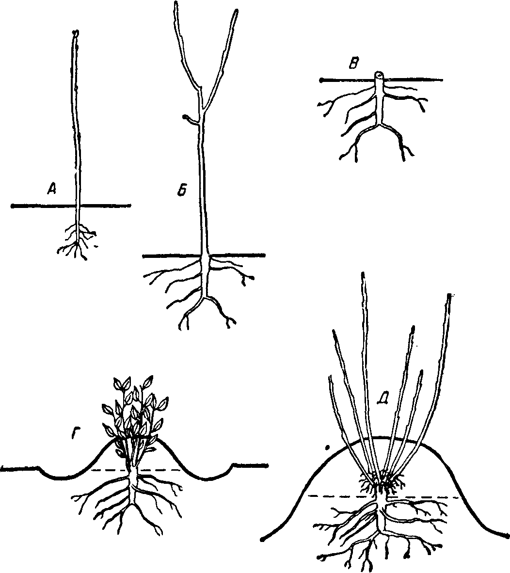Размножение вертикальными отводками