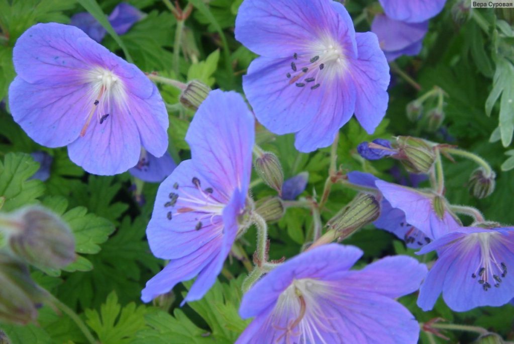 герань