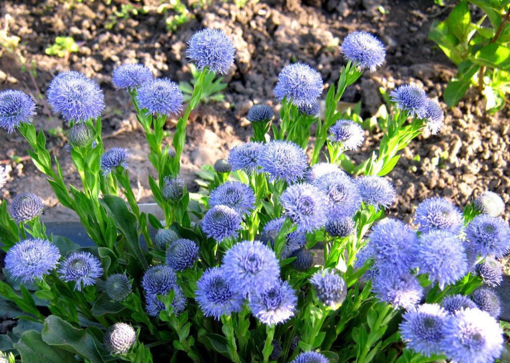 глобулярия