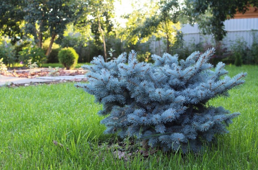 Чтобы штамб не погиб, за ним надо ухаживать