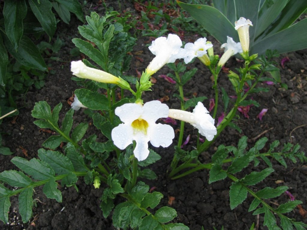 Как правило, деление куста не часто применяют