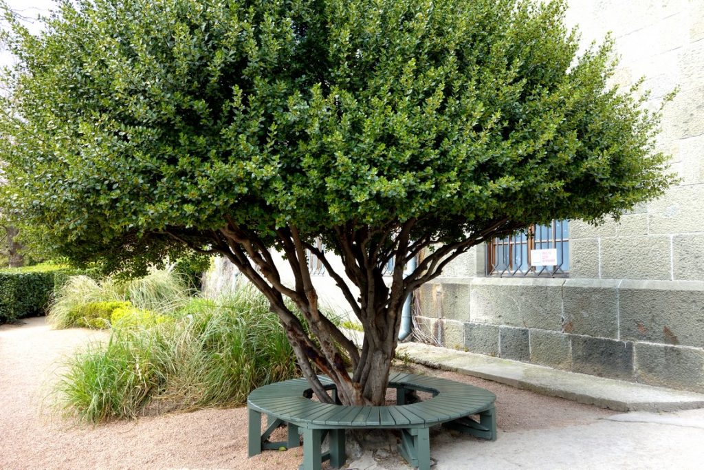 Дерево самшит