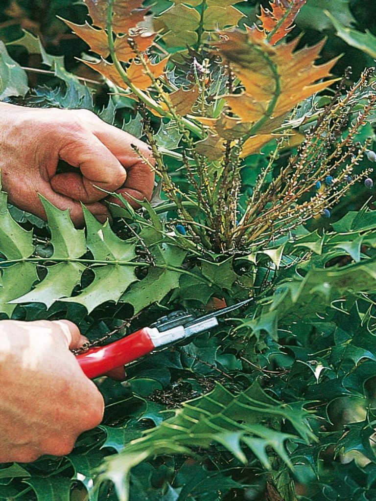 Санитарная обрезка куста