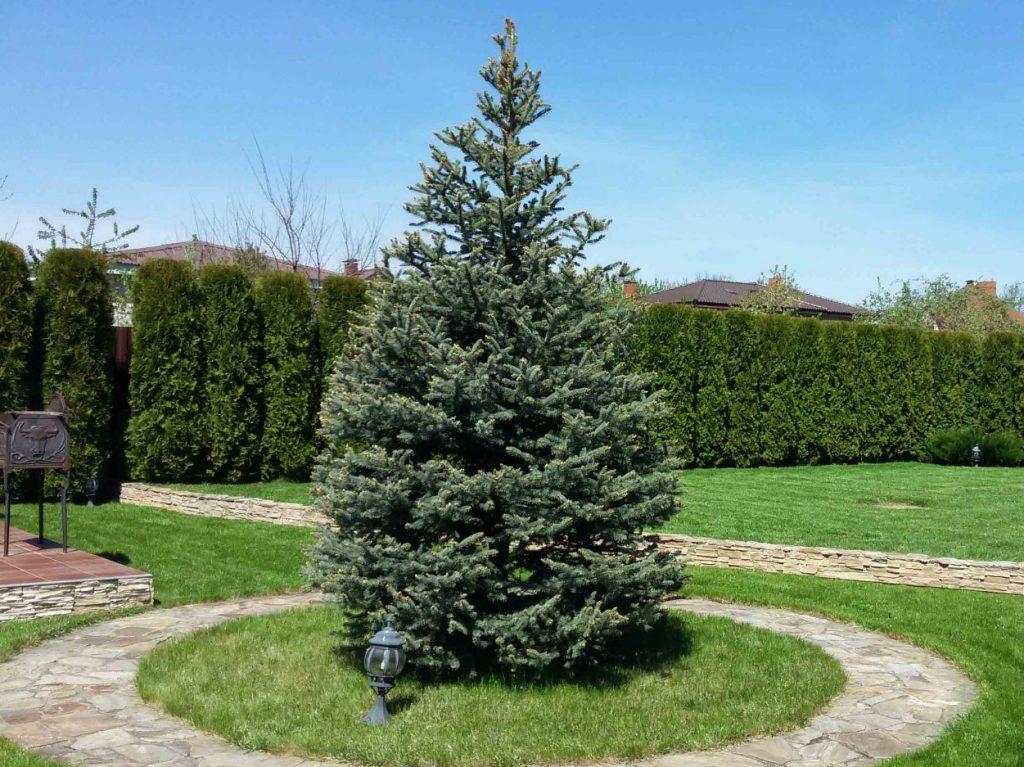 Для того, чтобы ель хорошо росла, необходимо учесть три простых правила