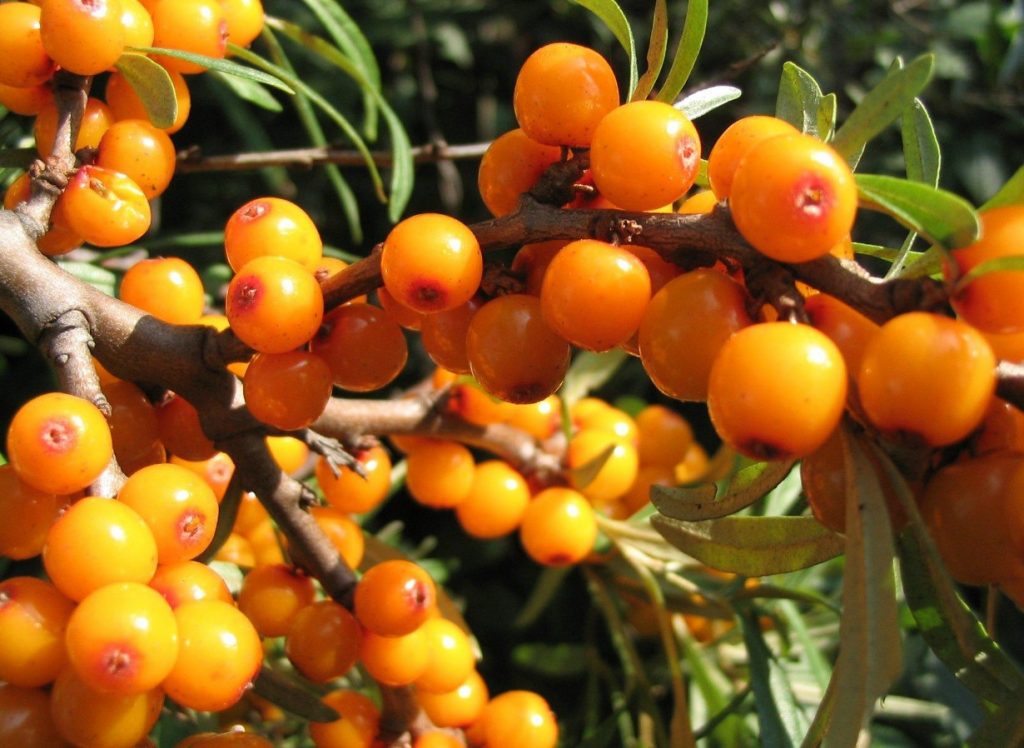 Золотой початок