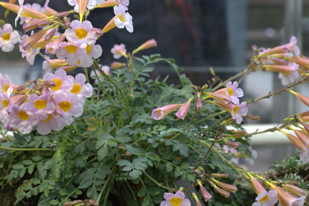 В плане выращивания инкарвиллея не требует особых навыков