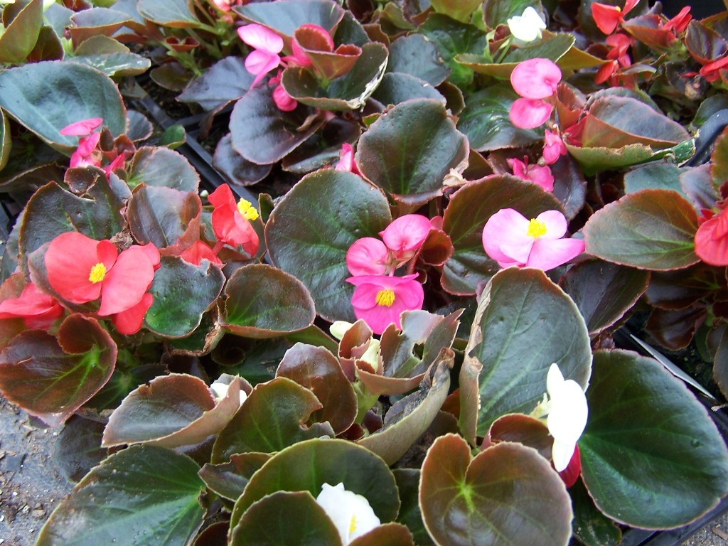 Кате Тейхер