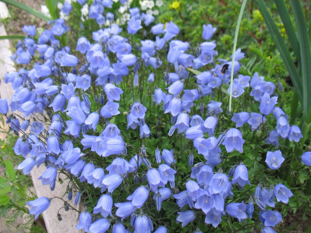Многолетние цветы цветущие синими цветами фото и названия
