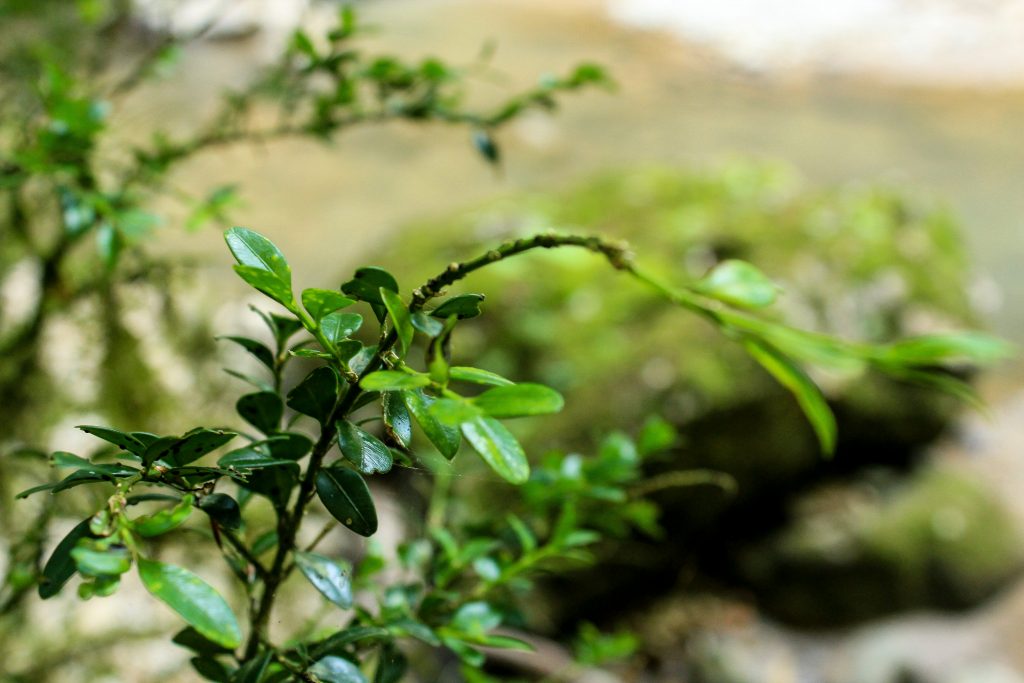 Популяция колхидского букса в Российской Федерации охраняется государством
