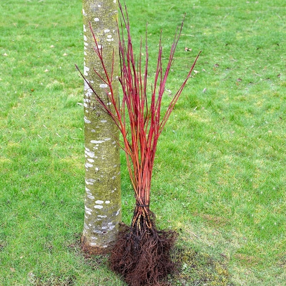 Перед делением необходимо выкопать куст