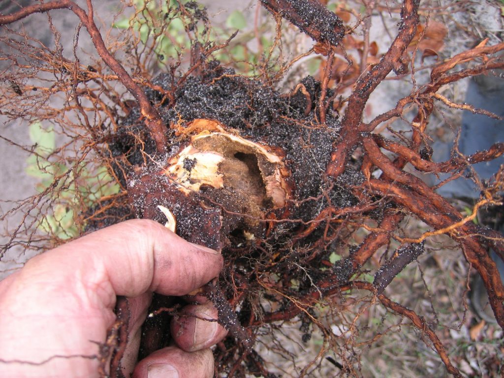 Осмотр корневища