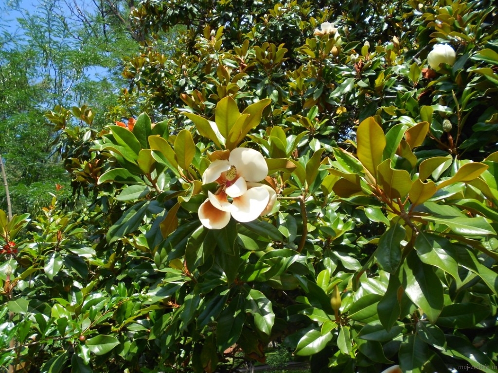 крупноцветковая