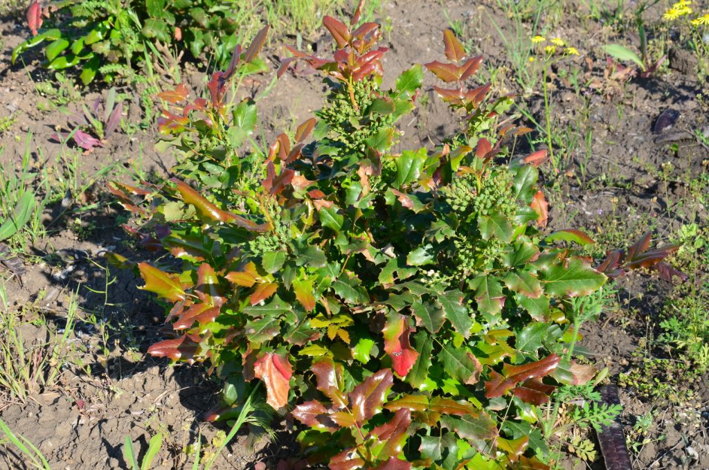 Лучшее время для пересадки - ранняя весна