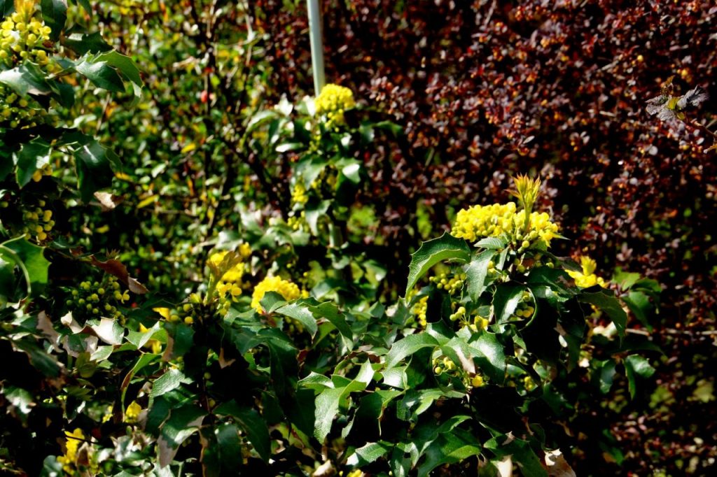 Магония комфортней себя чувствует в тени