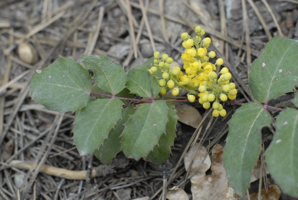 Магония ползучая