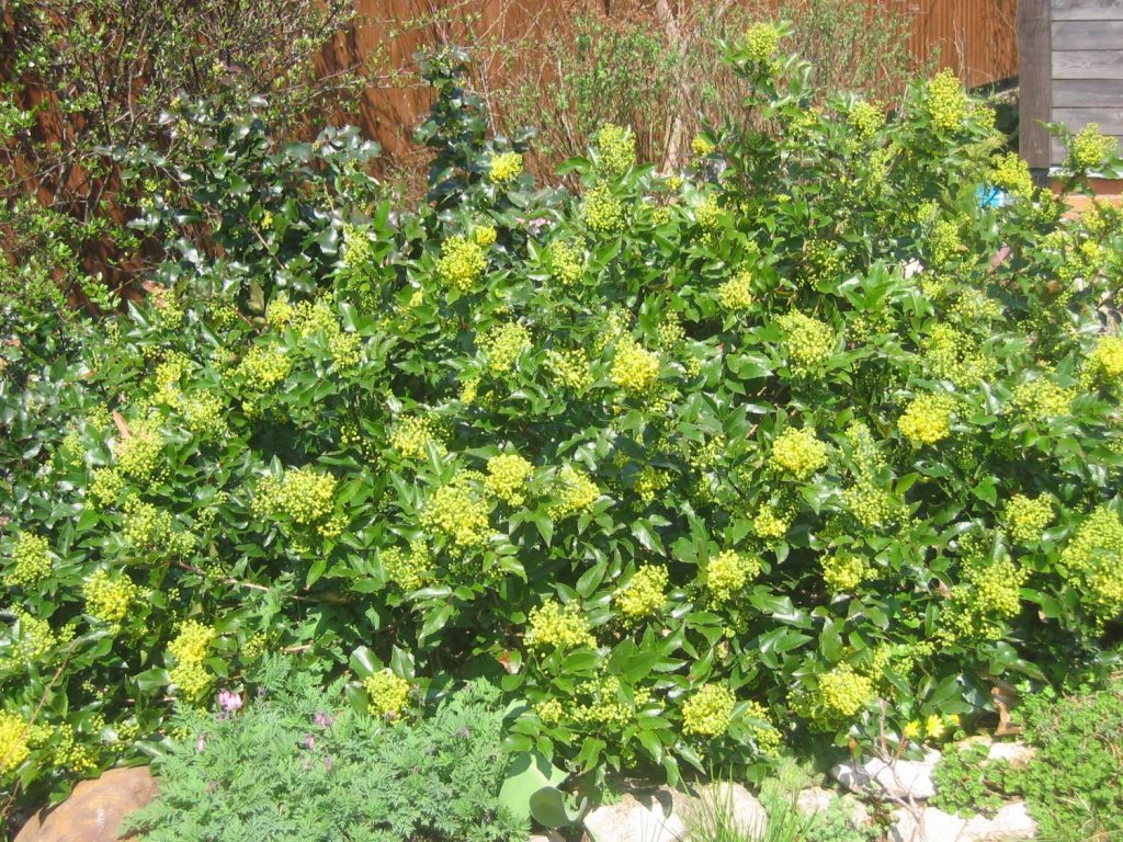 Обильно разросшаяся магония