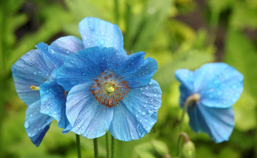 меконопсис