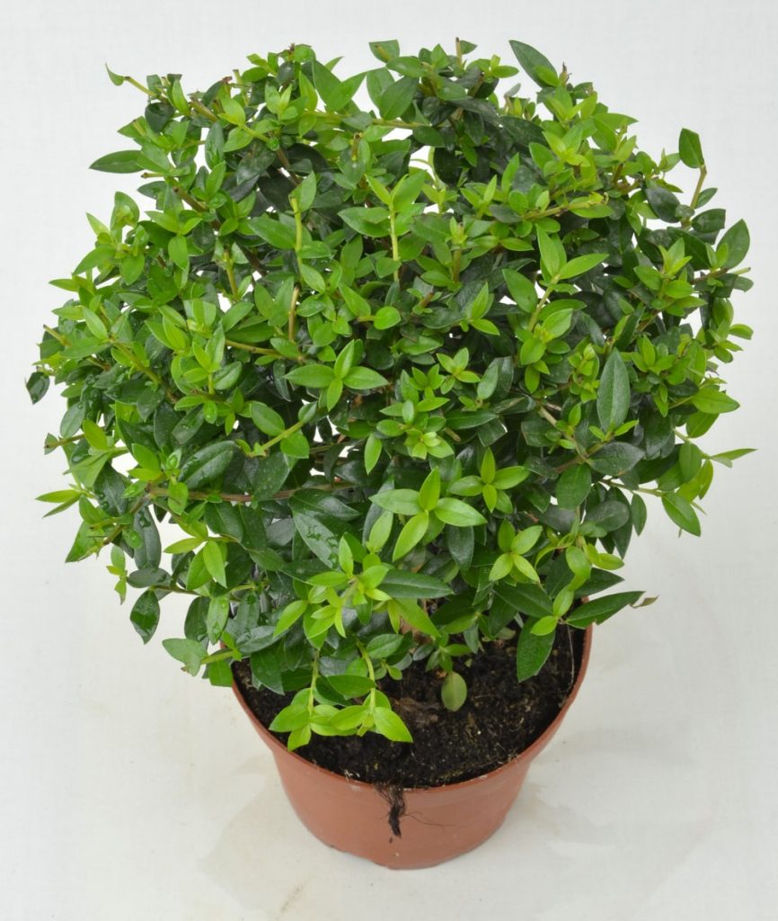 мирт в горшке