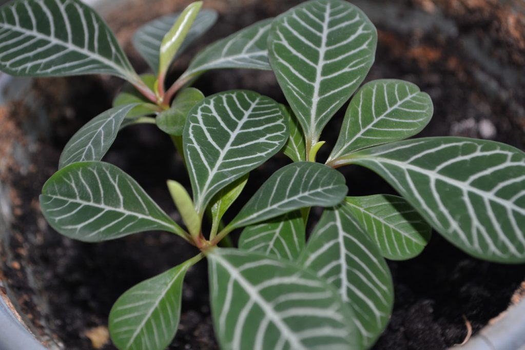 молочай беложилковый