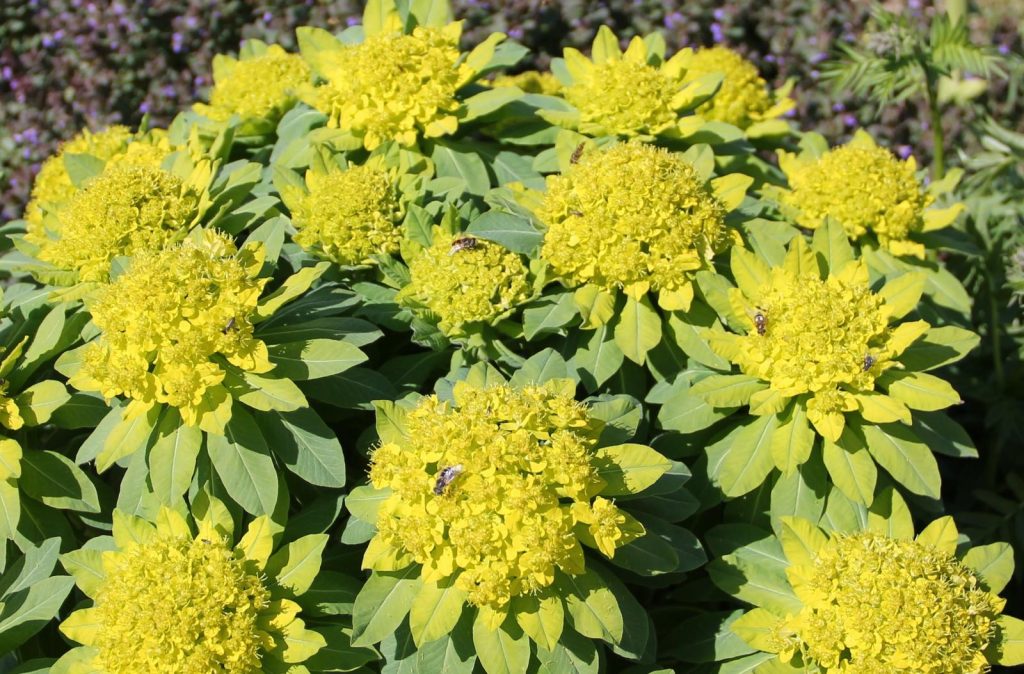 молочай болотный