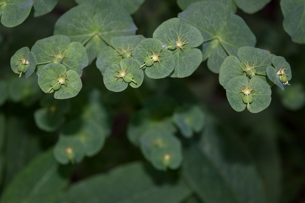 молочай длиннорогий