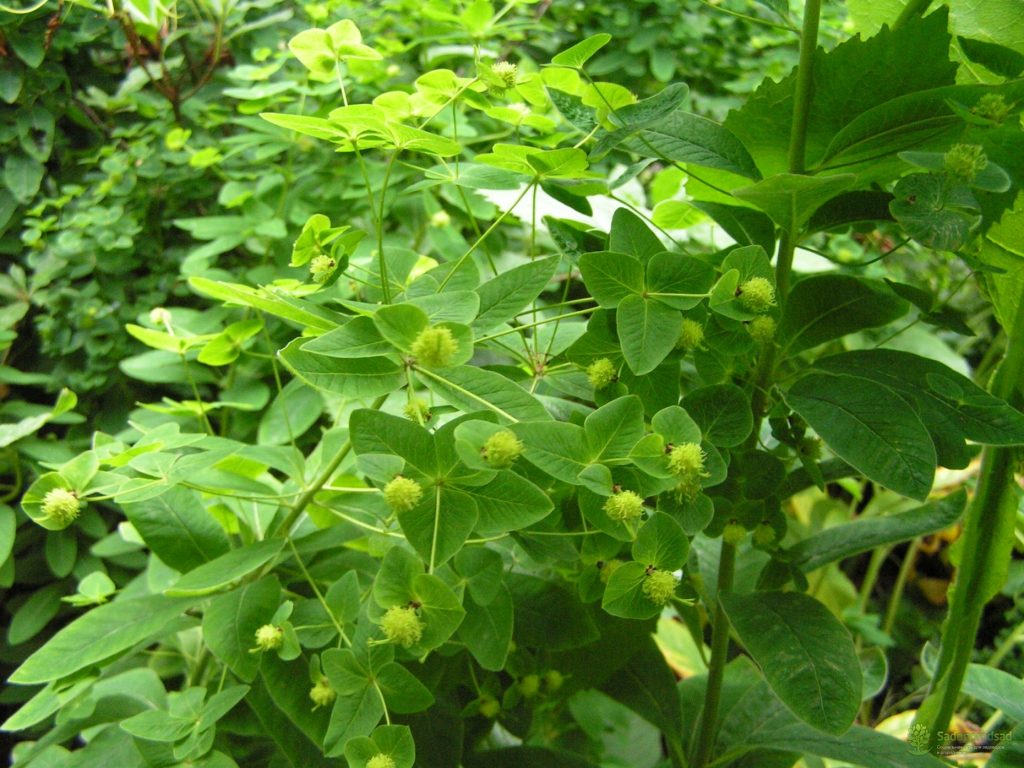 молочай чешуйчатый