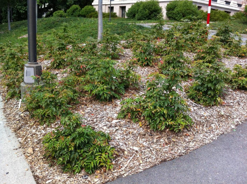 Замульчированные кусты