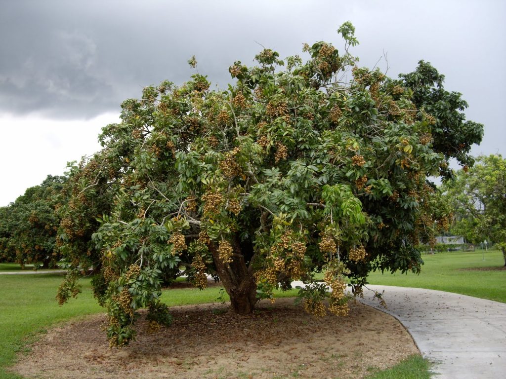 Не все виды эриоботрии пользуются популярностью у заводчиков