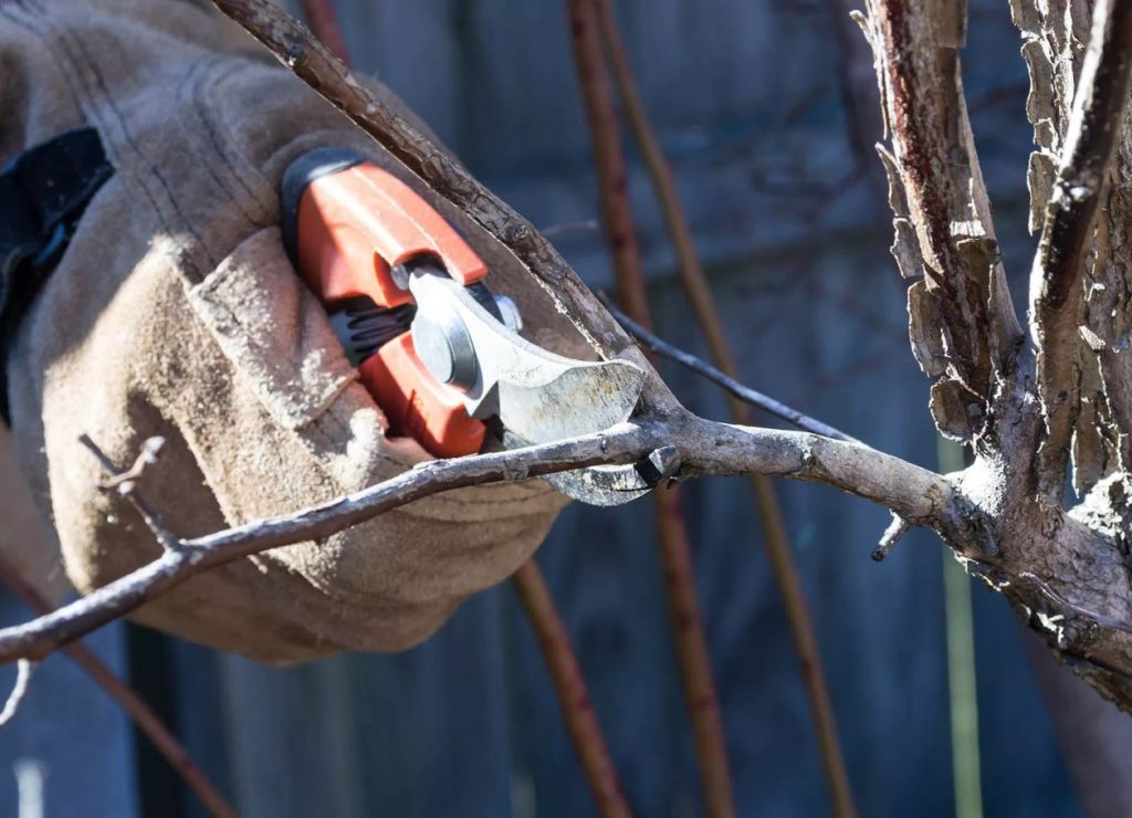 Обрезка - непременная часть ухода за растением