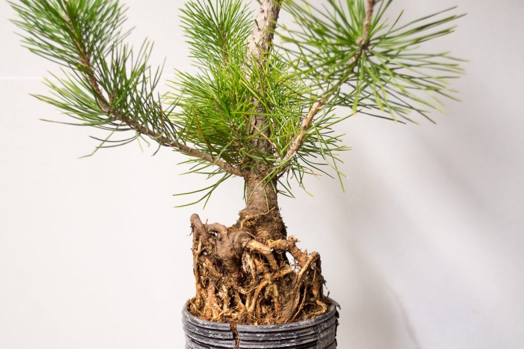 Корни хвойных деревьев обладают повышенными всасывающими свойствами