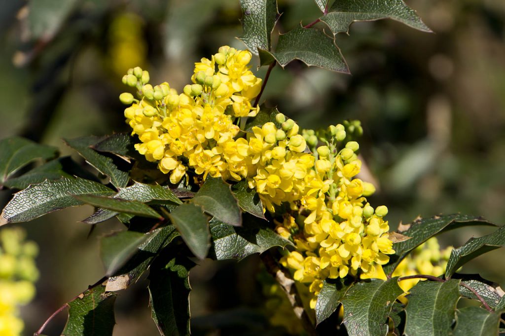 падуболистная