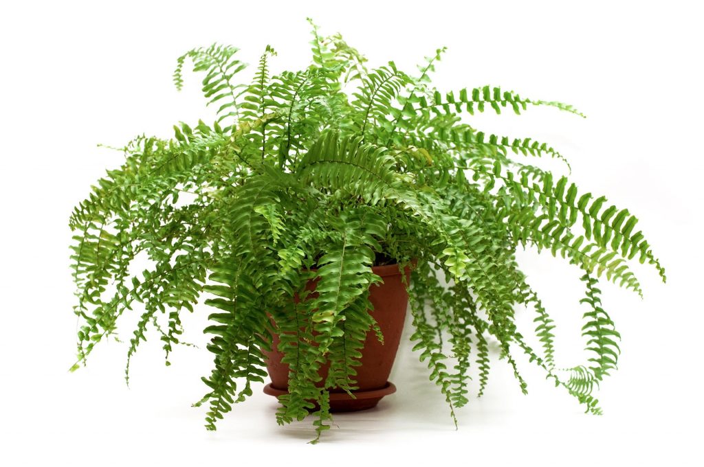 папоротник