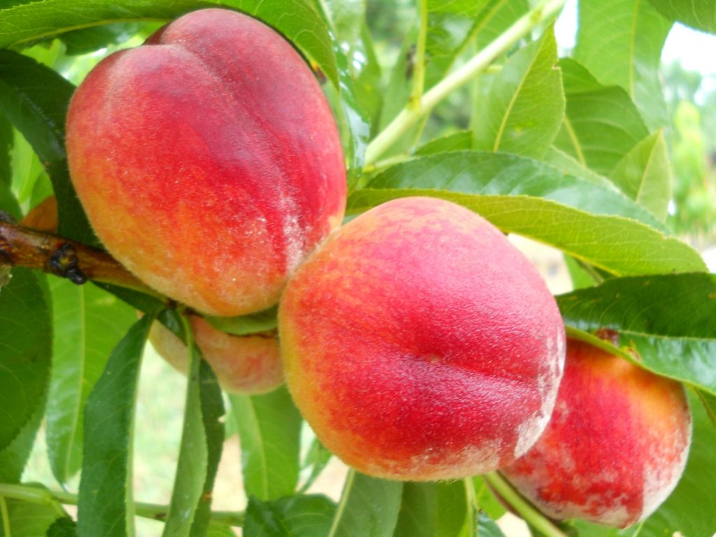 персик Фаворит Мореттини