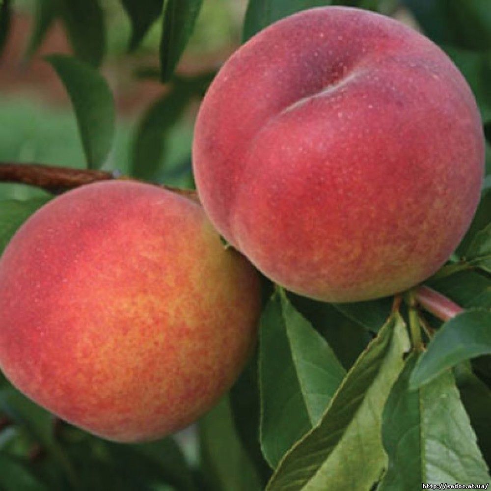 персик фрост