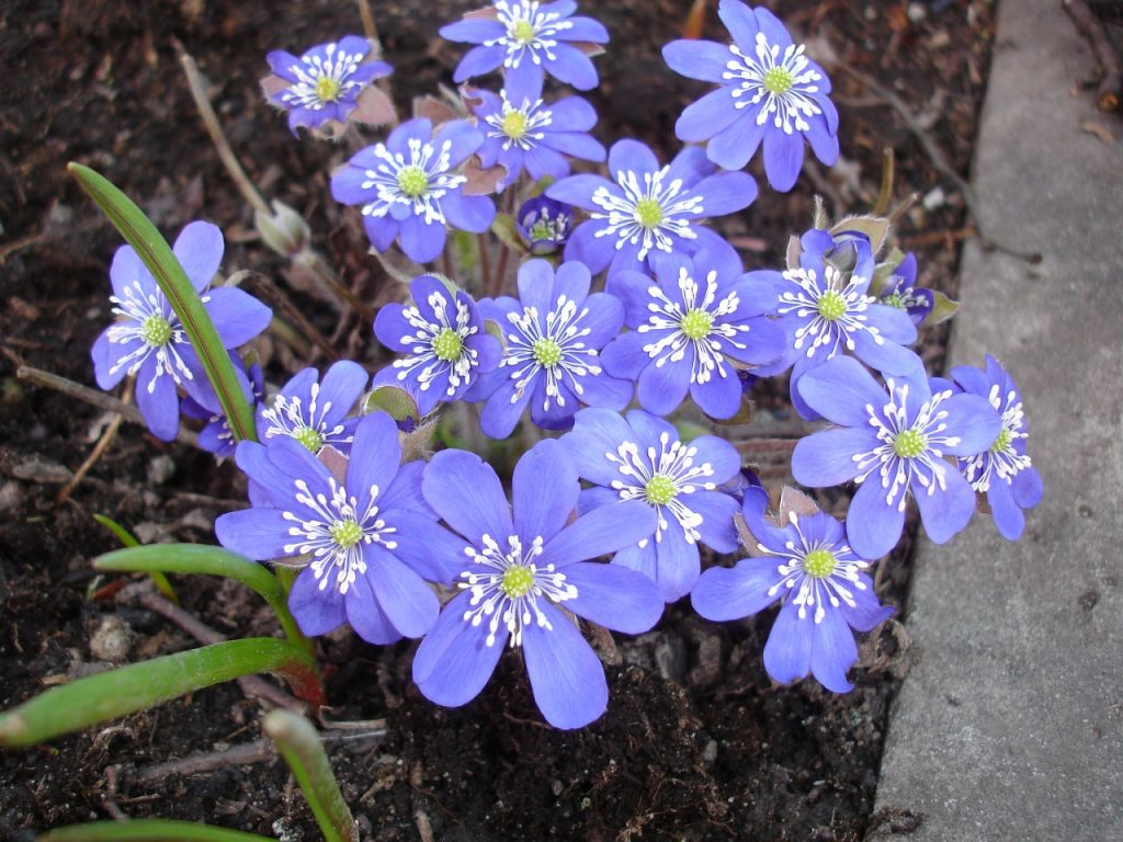 печеночница